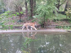 Tiger geht am Ufer eines ruhigen Teichs entlang, umgeben von B&auml;umen und dichten Pflanzen.