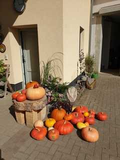 Vielf&auml;ltige K&uuml;rbisse in verschiedenen Farben liegen vor einer Wand und einer holzgeschnittenen Tischplatte.