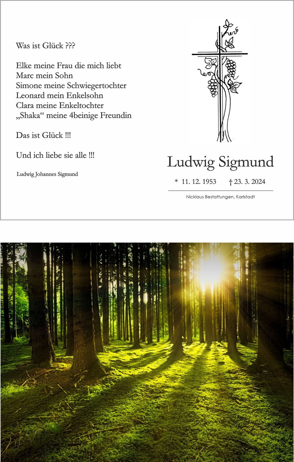 Lichtstrahlen fallen durch einen dichten Wald auf moosbedeckten Boden.