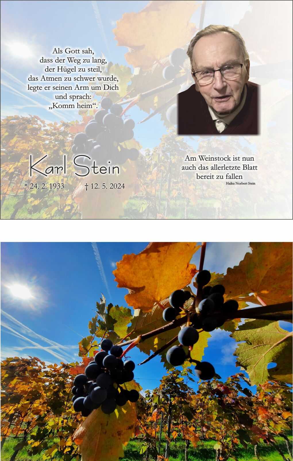 Nahaufnahme von reifen Trauben an einer Weinrebe unter blauem Himmel mit herbstlichen Bl&auml;ttern und Sonne.