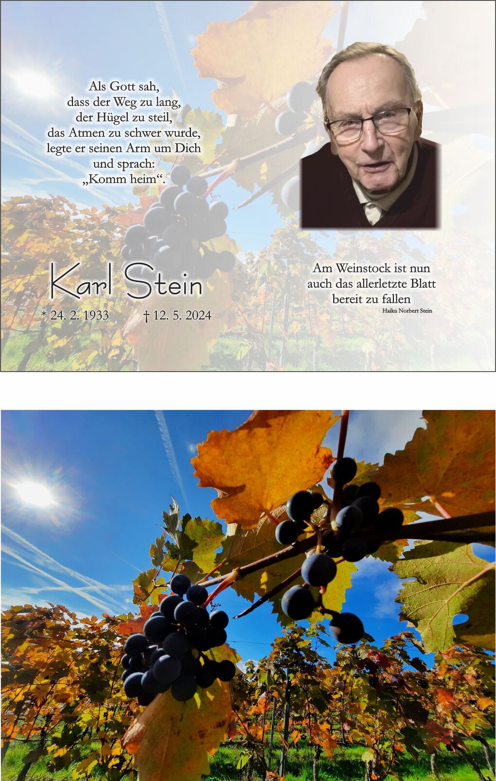 Nahaufnahme von reifen Trauben an einer Weinrebe unter blauem Himmel mit herbstlichen Bl&auml;ttern und Sonne.