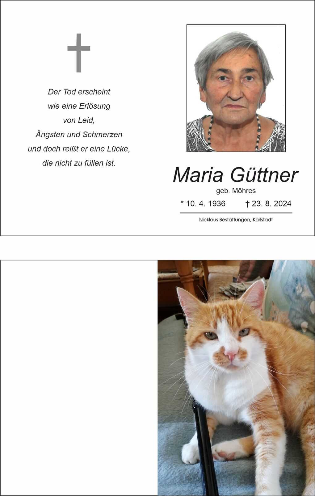 Kater mit orange-wei&szlig;er Fellzeichnung liegt entspannt auf einem blauen Kissen in einem Wohnraum.