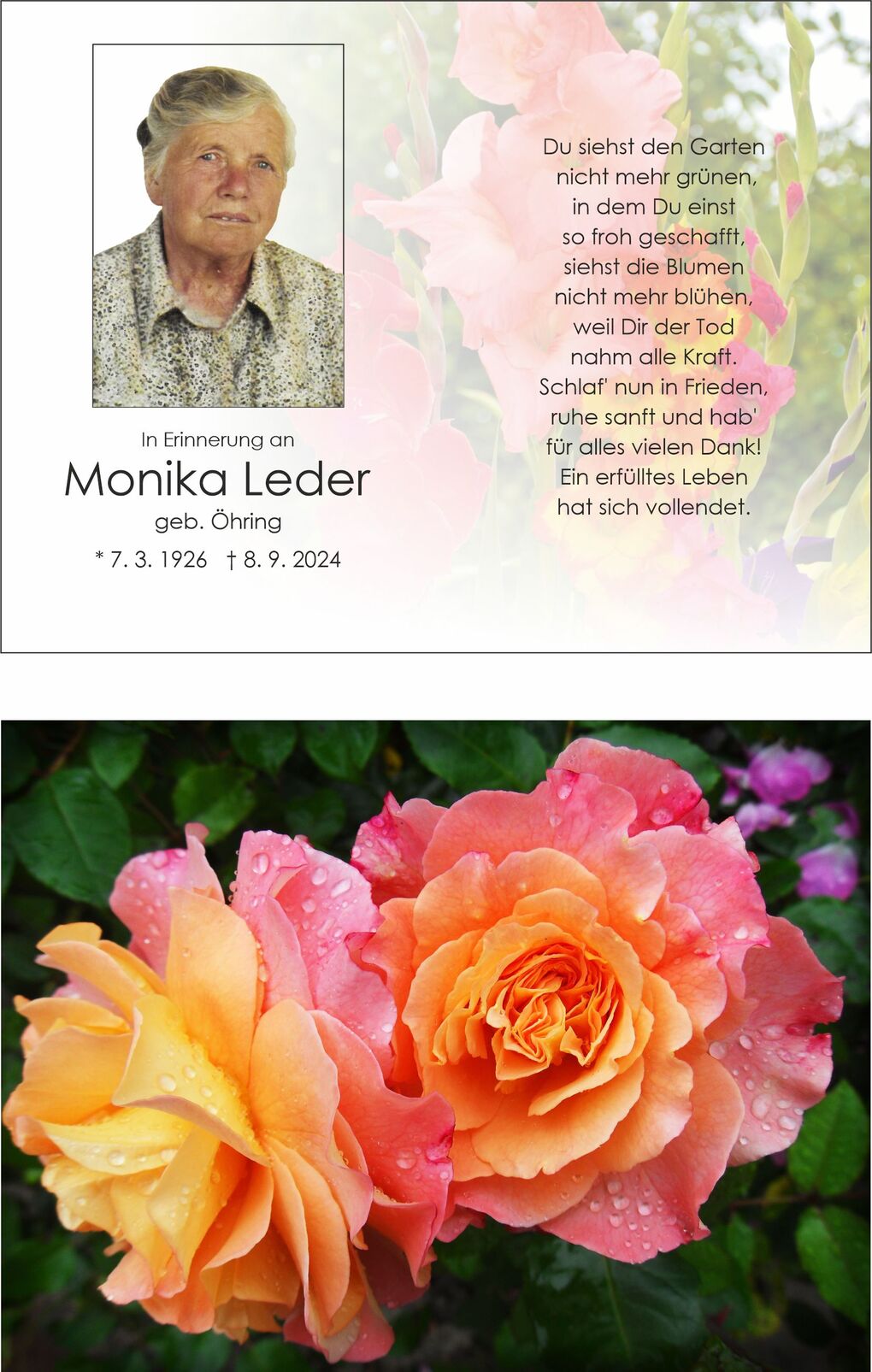 Bl&uuml;hende, rosafarbene und orangefarbene Rosen mit Wassertropfen auf den Bl&uuml;tenbl&auml;ttern vor gr&uuml;nem Laub.