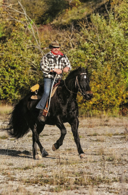 Reiter in karierter Jacke und Hut auf schwarzem Pferd in einer gr&uuml;nen Landschaft mit B&auml;umen im Hintergrund.