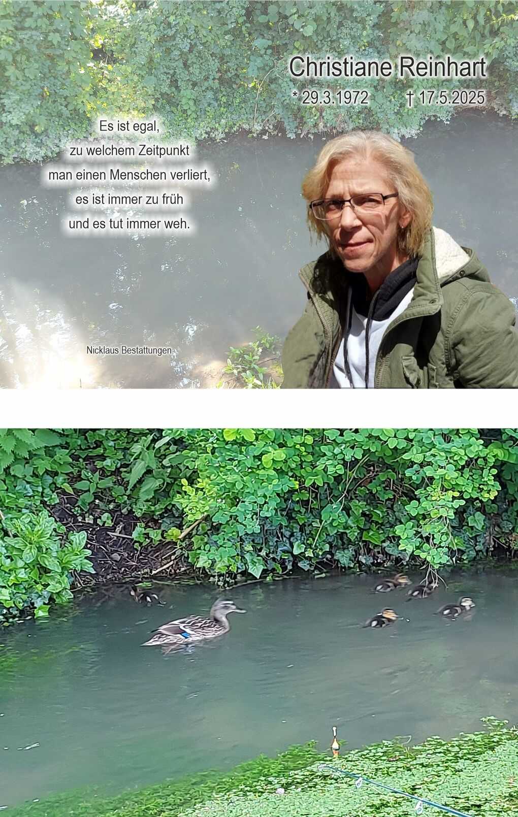Ein schwimmendes Entenpaar mit vier K&uuml;ken in einem ruhigen Gew&auml;sser, umgeben von gr&uuml;nen Pflanzen und Str&auml;uchern.