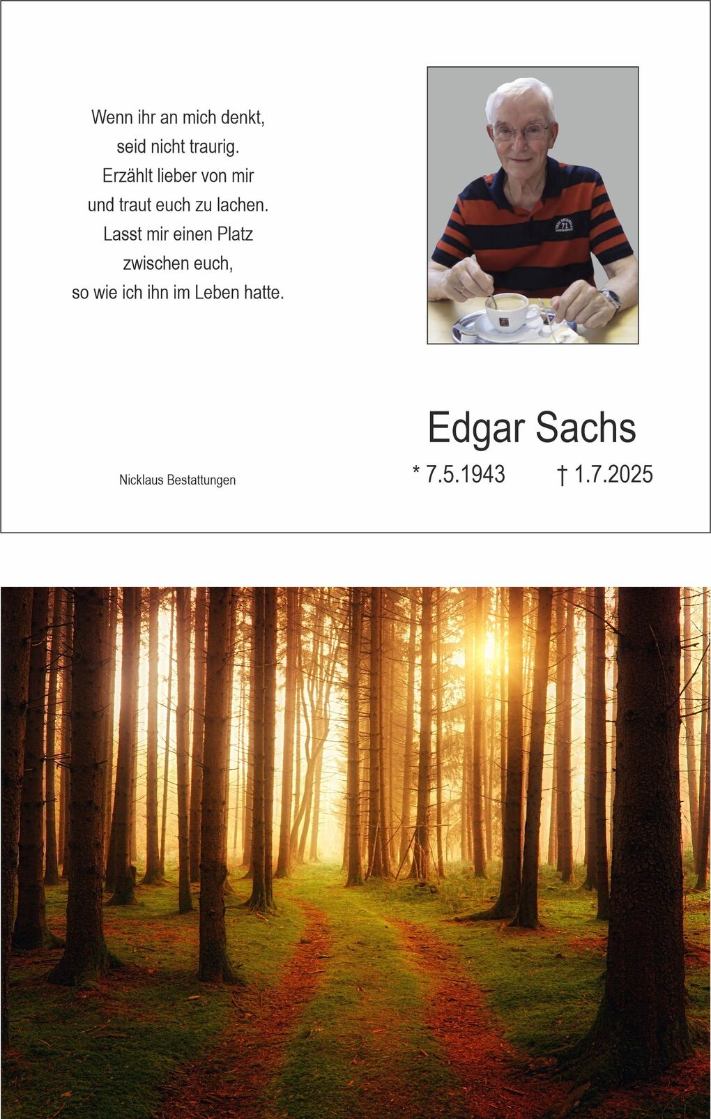 Traumhafte Waldlandschaft mit sanften Lichtstrahlen, die zwischen hohen, schlanken B&auml;umen hindurchscheinen.